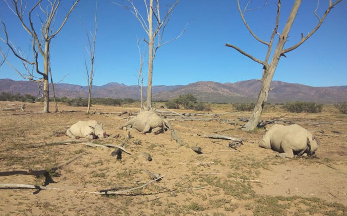 Four rhino were killed by poachers at the Inverdoorn private game reserve in the Western Cape on 8 December 2021. Picture: Supplied by Searl Derman.