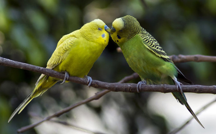 FILE: Australian Parrots. Picture: Omar Torres/AFP