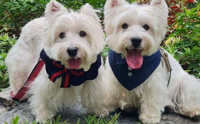Sasha and Piper make regular appearances on their "Lomodoggies" Instagram account, often wearing matching accessories and posing for the camera with their tongues hanging out. Picture: @lomodoggies/Instagram.