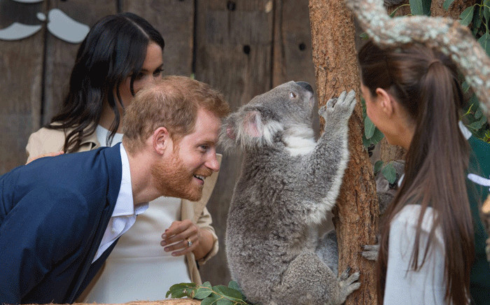 The Duke and Duchess met Rubi - mother of one of the Taronga Zoo's latest additions, a joey named Harry, during their visit to Australia on 16 October 2018. Picture: @KensingtonRoyal/Twitter.