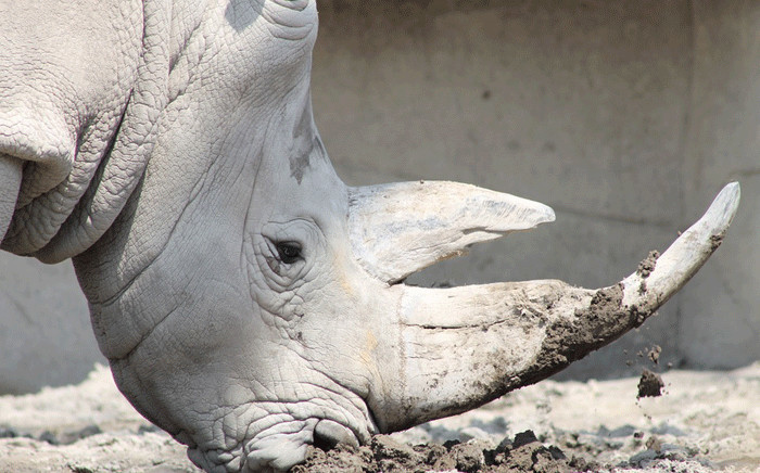 A rhino. Picture: pixabay.com