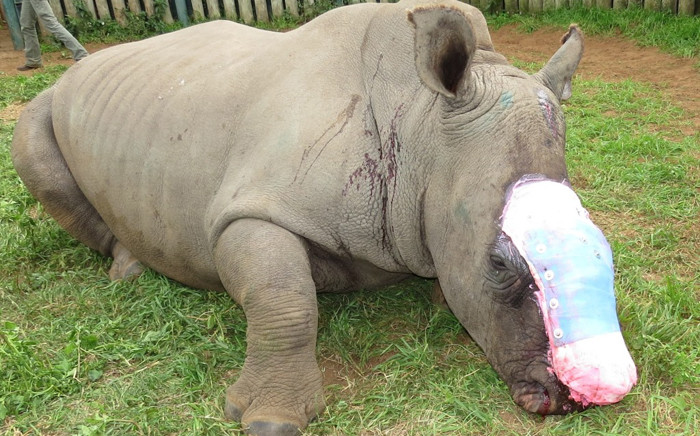 Hope the rhino who survived a poaching attack in 2015. Picture: Saving the Survivors.