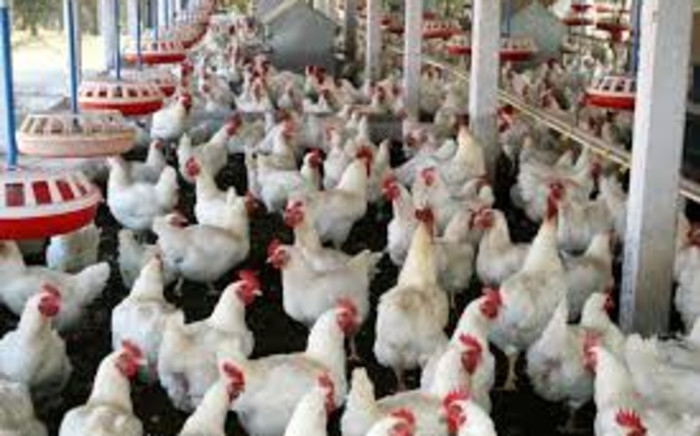 FILE: A poultry farm. Picture: EWN