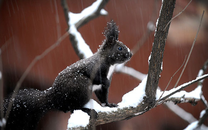 A squirrel sits on a snow covered branch. Picture: AFP 