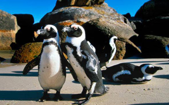 Penguins are seen at Boulders Beach near Simon’s Town. Picture: Facebook.com.