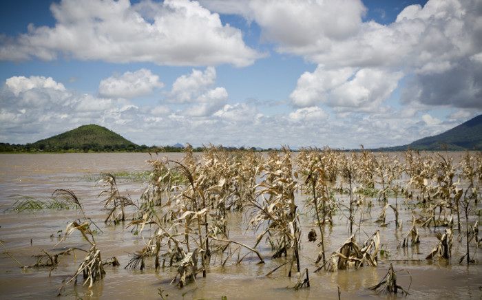 Maize plants, which are a staple crop in Malawi, were destroyed by floodwaters in several districts. Picture: Aletta Gardner/EWN 