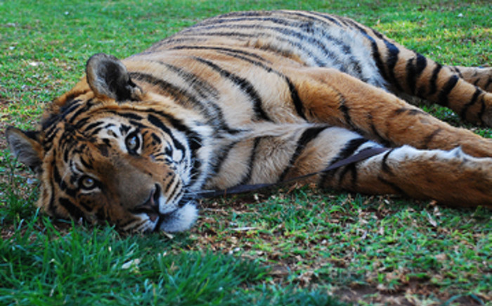 Panjo relaxes in the lawn at his home in Groblersdal. Picture: Taurai Maduna/Eyewitness News