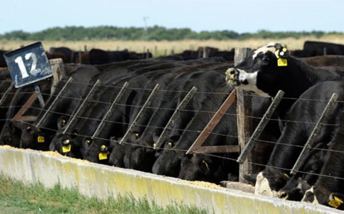 The Red Meat Producers' Association says many farmers are opting to sell their livestock. Picture: AFP.