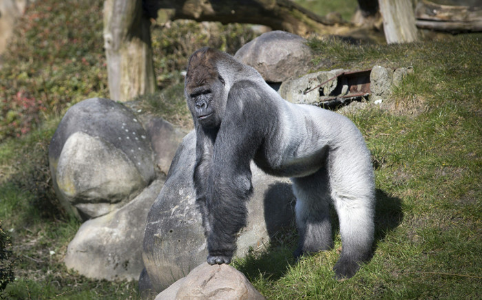 Gorilla. Picture: AFP.