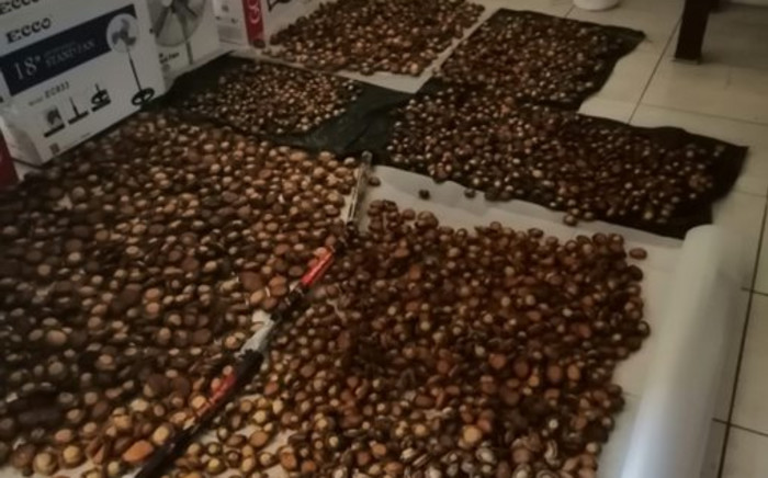Illegal abalone drying facility uncovered at Willow Creek in Brackenfell on Tuesday, 23 February 2021. Picture: Twitter/@SAPoliceService