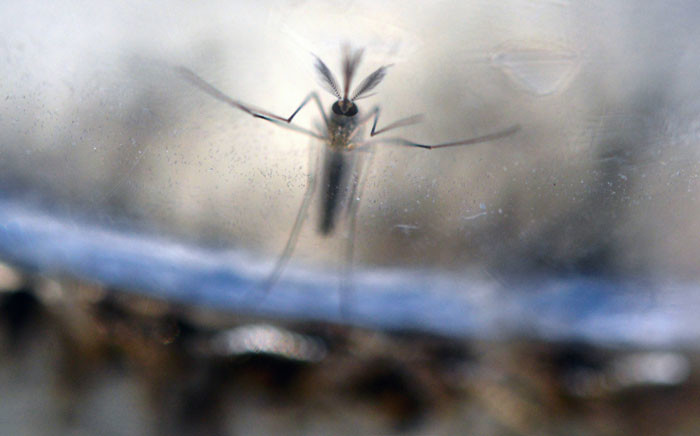 FILE: The Aedes Aegypti mosquito larvae photographed at a laboratory of the Ministry of Health of El Salvador in San Salvador. Picture: Marvin Recinos/AFP.