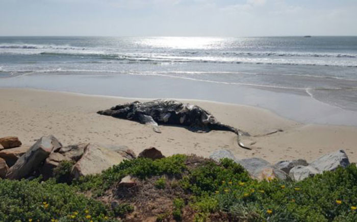 A whale carcass lying on Anne Avenue Beach, St Francis Bay, 27 October 2017. Picture: Johan Barnard/NSRI website