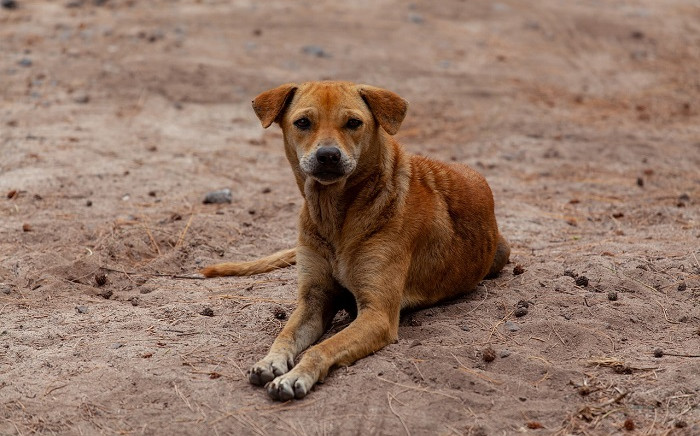 Rural development dept warns that handling stray animals can spread rabies