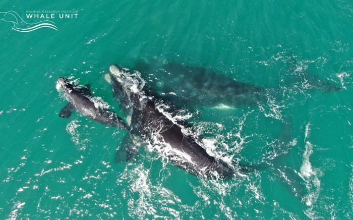 An aerial view of southern right whales. Picture: University of Pretoria Mammal Research Institute Whale Unit