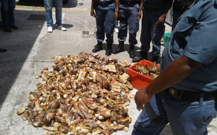 Cape Town police stand next to more than 2,500 undersized crayfish tails and 73 whole crayfish found during a raid in Manenberg. Picture: Twitter/@SAPoliceService.