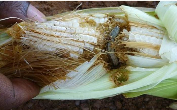FILE: An armyworm caterpillar eating kernels of maize. Picture: Centre for Agriculture and Biosciences International.