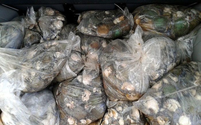 FILE: Abalone. Picture: @SAPoliceService via Twitter