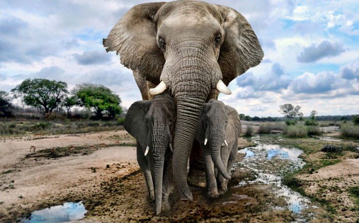 African elephants. © tobkatrina/123rf.com