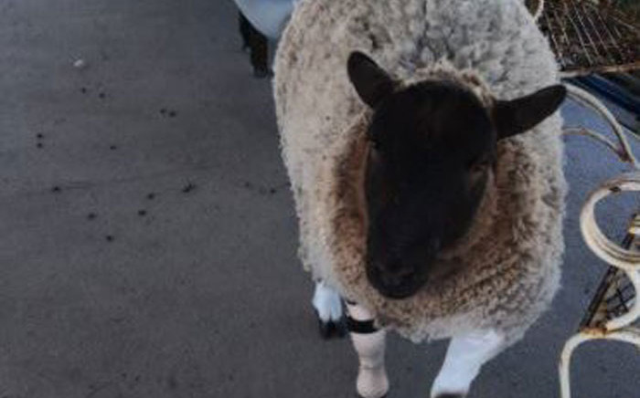 Dolly the Lamb shows off the new prosthetic leg. Picture: Kaylynn Palm/Eyewitness News