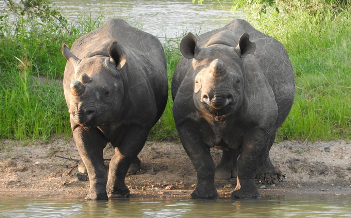 Two black rhino. Picture: Sharon Haussmann