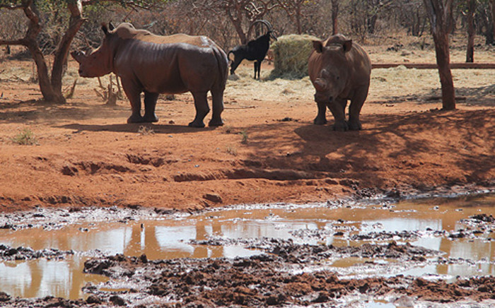 Rhino on the game farm belonging to alleged poaching kingpin Dawie Groenewald. Picture: Taurai Maduna/EWN