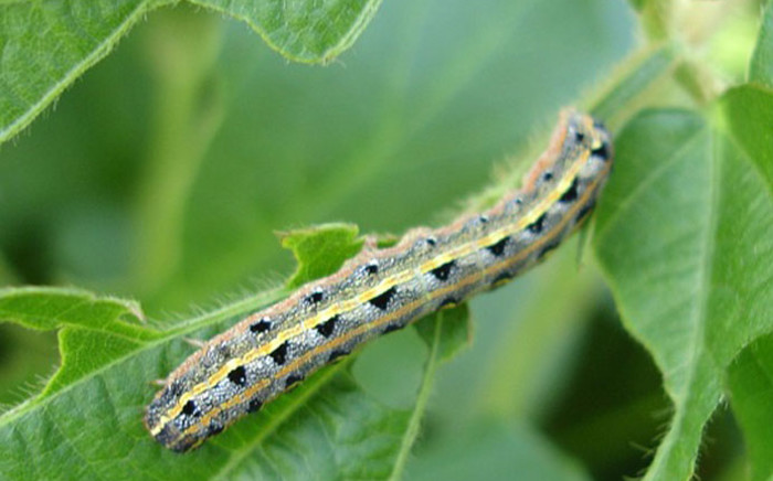 An armyworm. Picture: Pixabay.com