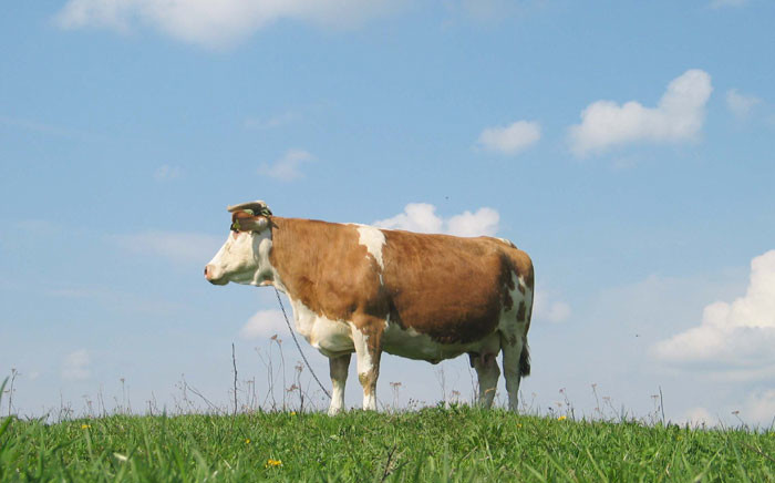 FILE: People who have been in contact with the cow are currently being monitored. Picture: freeimages.com