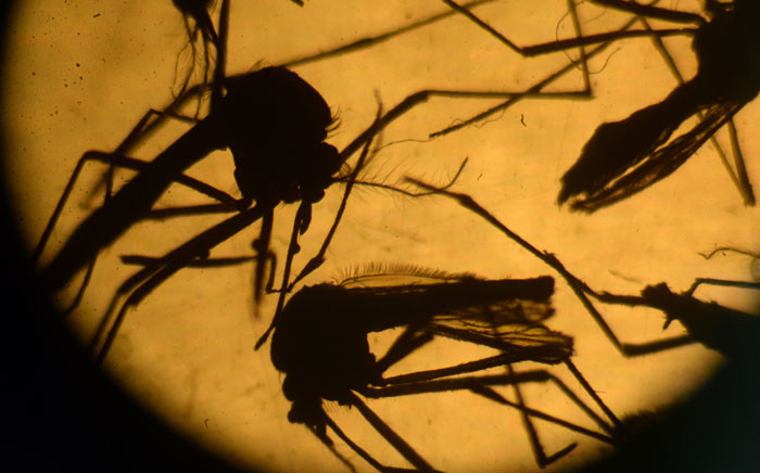 Aedes aegypti mosquitos are photographed in a laboratory at the University of El Salvador, in San Salvador, on 3 February 2016. Picture: AFP/Marvin Recinos. 