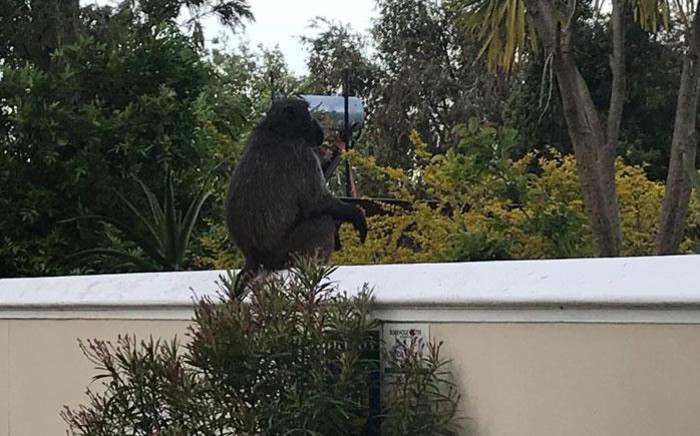 Kataza the baboon sits on the wall of a Tokai home. Picture: Lizell Persens/EWN