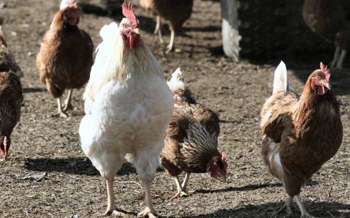 FILE: Avian veterinarians say humans can’t contract the new strain of avian influenza. Picture: freeimages.com.