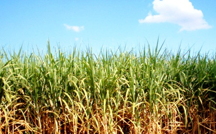 The FAO says large supplies pushed down international prices of oils, sugar, and cereals. Picture: Stock.XCHNG.