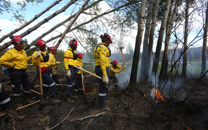 A group of 300 South African firefighters work to uproot a tree as they mop-up hot spots in an area close to Anzac, outside of Fort McMurray, Alberta on June 2, 2016. The first convoys of weary, anxious residents returned to wildfire-ravaged Fort McMurray on Wednesday, a month after they were forced to flee the Canadian oil city due to the inferno. Picture: AFP.