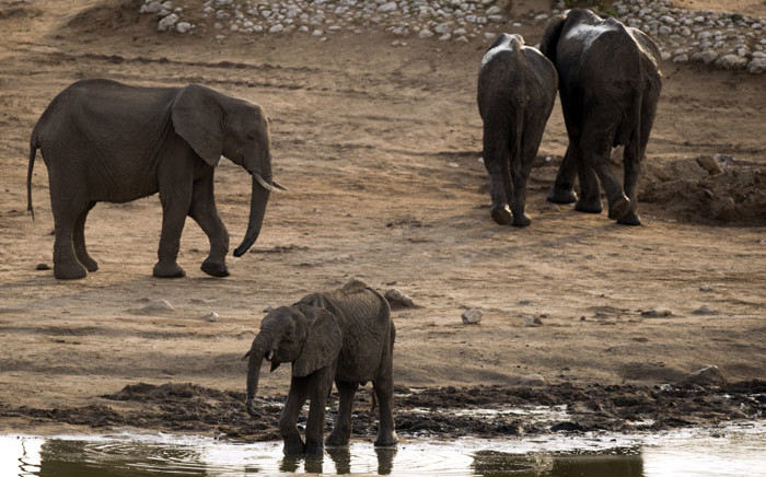 African elephants in Hwange National Park in Zimbabwe. Picture: AFP
