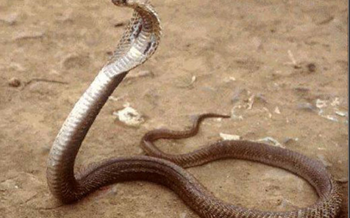 A Nepali man who was bitten by a cobra snake had the last laugh when he bit it back and killed the reptile.