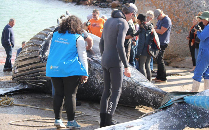 A humpback whale carcass was found near Sunny Cove  on 26 June 2019. Picture: Supplied.