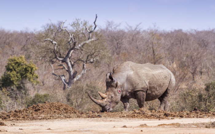 FILE: A rhino in the Kruger National Park. Picture: 123rf.com