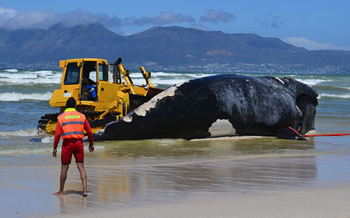 A bulldozer pushes a dead whale out of the ocean on 8 October 2012. Picture: Aletta Gardner/EWN