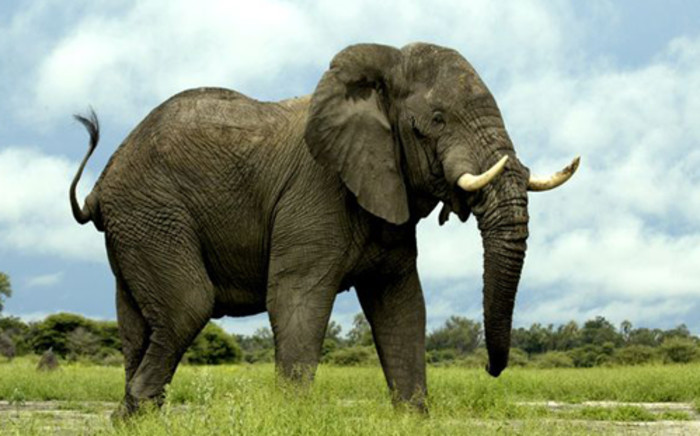 An African elephant. Picture: animal.nationalgeographic.com.