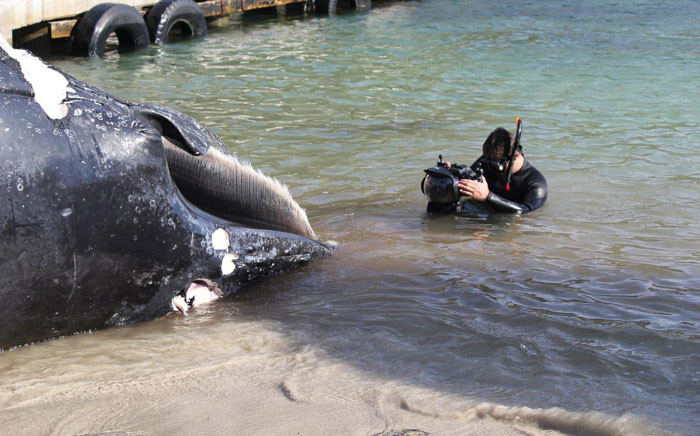A humpback whale carcass was found near Sunny Cove on 26 June 2019. Picture: Supplied.