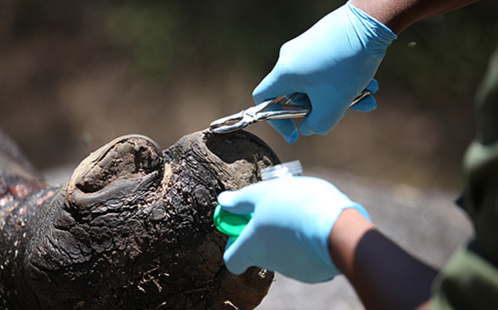 FILE: Officials from the National Wildlife Crime Reaction Unit take a DNA from a dead rhino. Picture: EWN