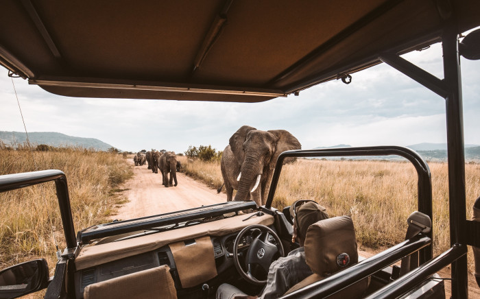 Elephants on an African safari game drive. Picture: Unsplash