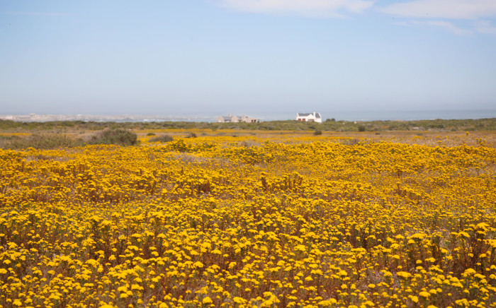 The annual wildflower bloom has again transformed the West Coast National Park into a floral wonderland. Picture: Bertram Malgas/EWN
