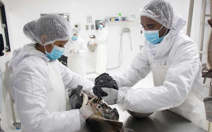 Workers from Rova Caviar Madagascar extract the caviar from a sturgeon, at the Acipenser factory in Mantasoa. Picture: AFP.