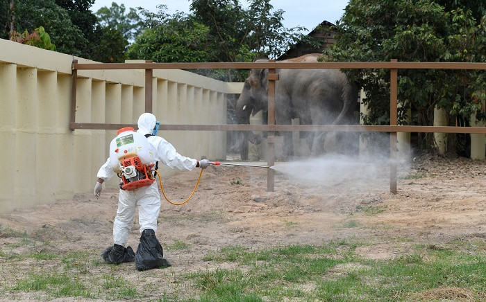 A Cambodian veterinary worker sprays disinfectant as newly-arrived Asian elephant Kaavan, who was flown from Pakistan, is seen in his new enclosure at the Kulen Prom Tep Wildlife Sanctuary in Cambodia's Oddar Meanchey province on 1 December 2020. Picture: AFP
