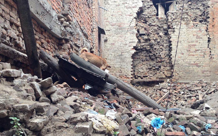 Stray dogs are everywhere in the wreckage. Picture: Mia Lindeque/EWN