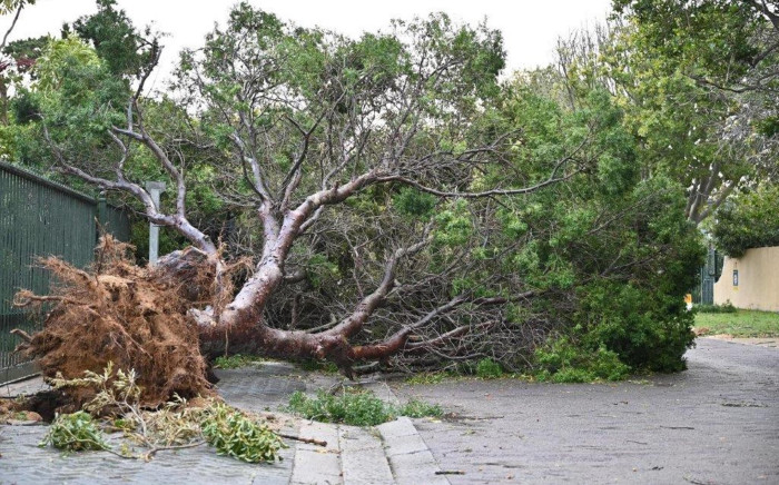 A tree uprooted by a heavy storm in the Western Cape on 13 July 2020. Image: Supplied