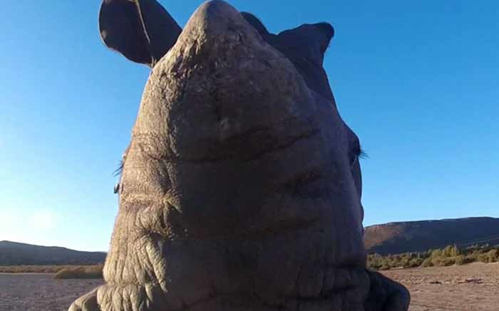 A general view of a rhino seen at the Aquila Private Game Reserve. Picture: Facebook.com.