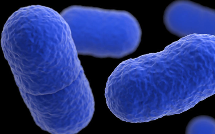 A microscopic view of the listeria bacteria. Picture: Centers for Disease Control and Prevention