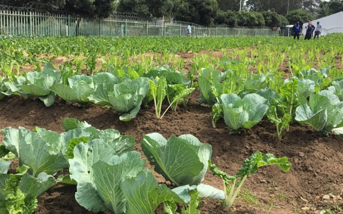 Homeless men housed at a temporary shelter in eThekwini during COVID-19 have established an agricultural project in the inner-city. With assistance from the municipality and NGOs, they are now selling organic vegetables to locals. Picture: Nkosikhona Duma/EWN
