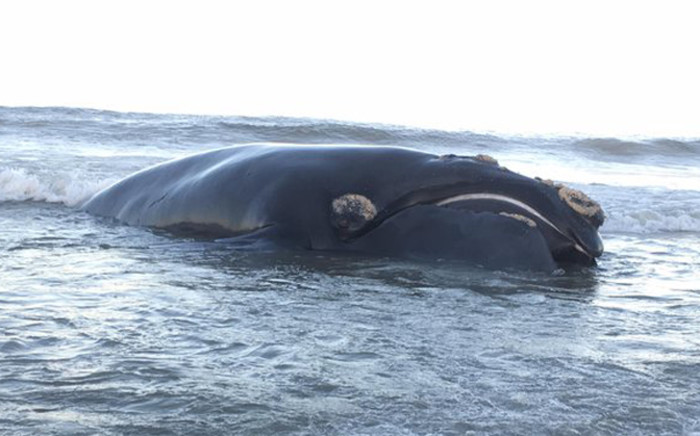 A 10-metre long Southern-Right whale has washed up on Melkbosstrand beach. The carcass was spotted early on 4 March 2016. Picture: Louise Geldenhuys/iWitness 